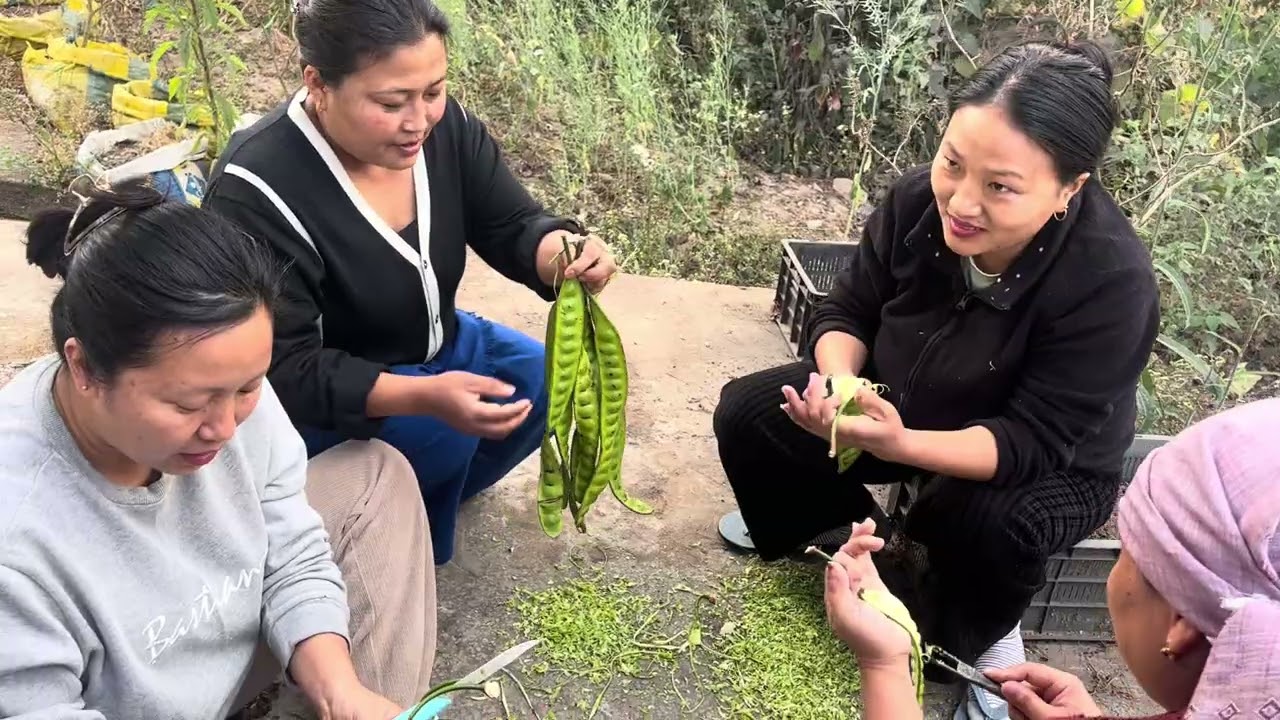 Most popular Bean in Manipur 