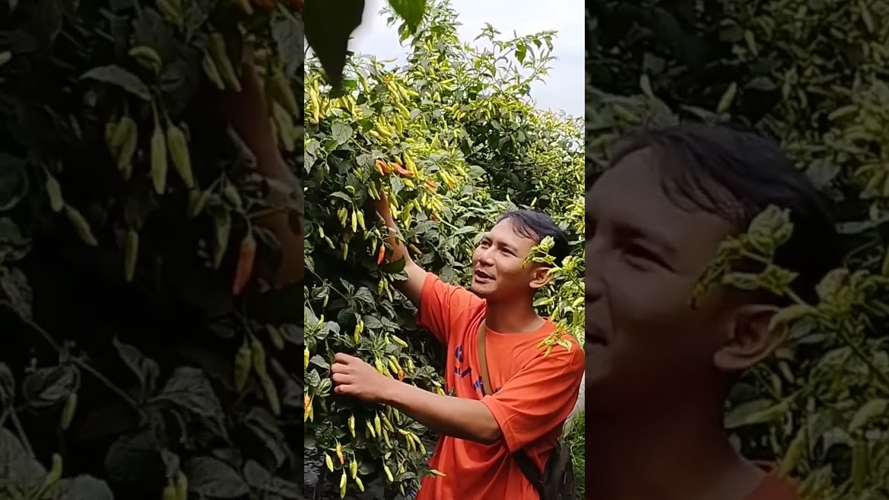 Cabe rawit kaliber sangat rekomendet #caberawit