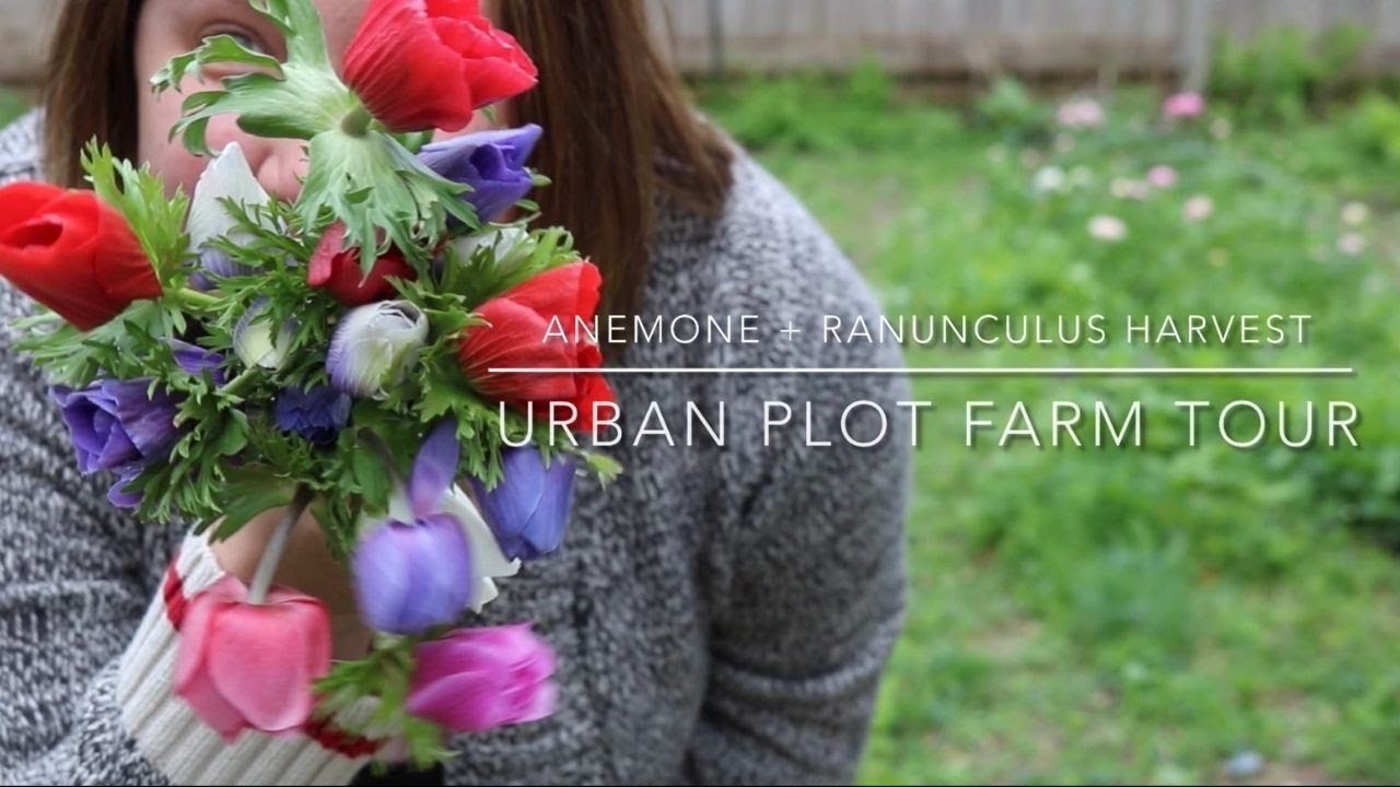 Anemone + Ranunculus Harvest // Farm Tour Urban Plot // Green Bee Floral Co
