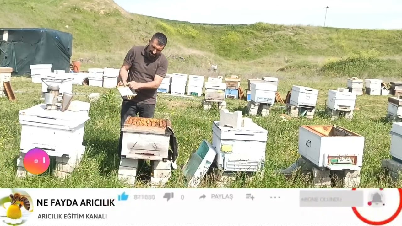 Nisanda ana arı meme dikerse Nasıl bölmeliyiz ve oğul 3 konu detaylı anlatım ne fayda