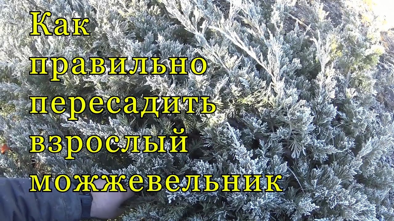 Как правильно пересадить 