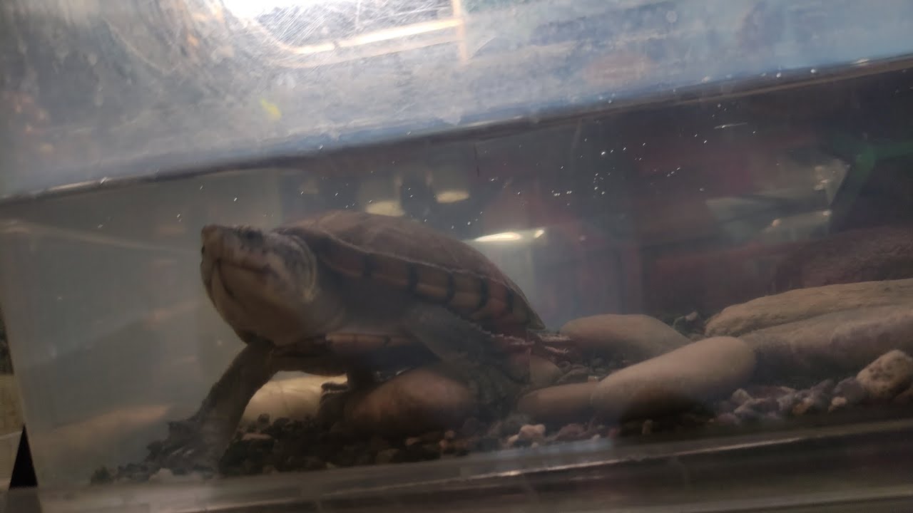 QUE HAGO SI MI TORTUGA ABRE LA BOCA