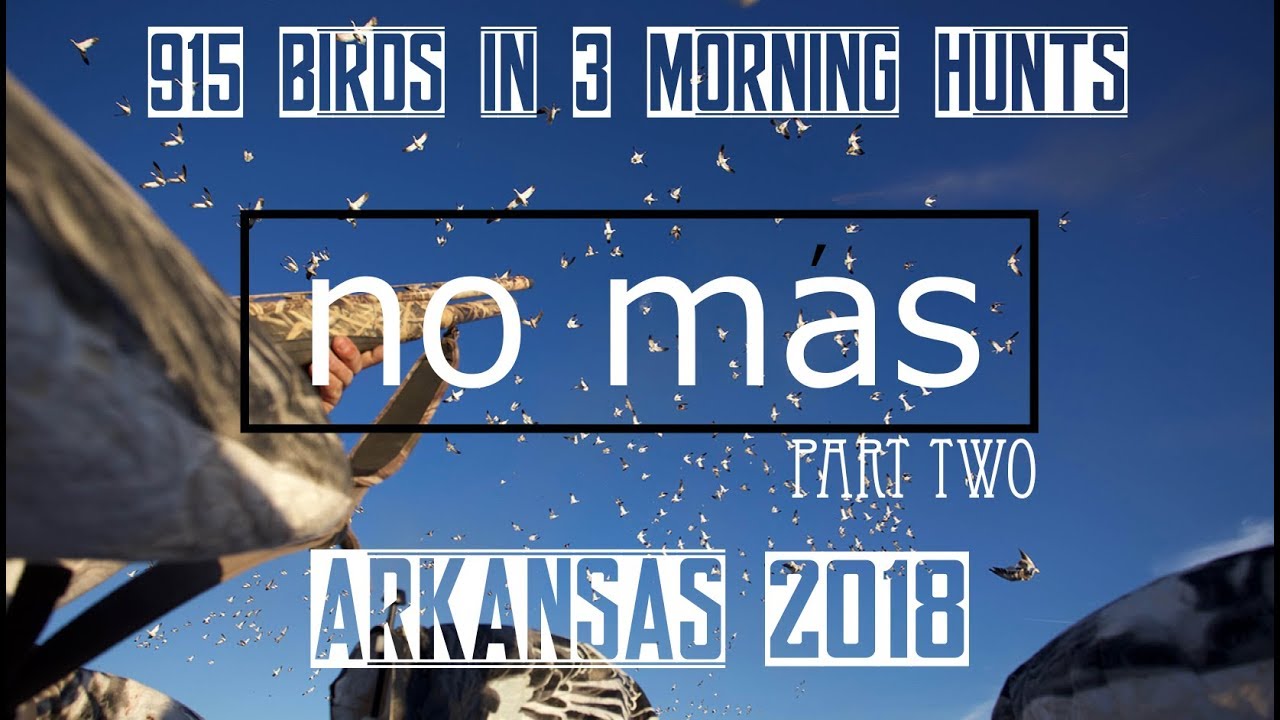 Spring Snow Goose Hunting Arkansas 2018 (No Mas Part Two) Epic 915 Birds in 3 Morning Hunts !!