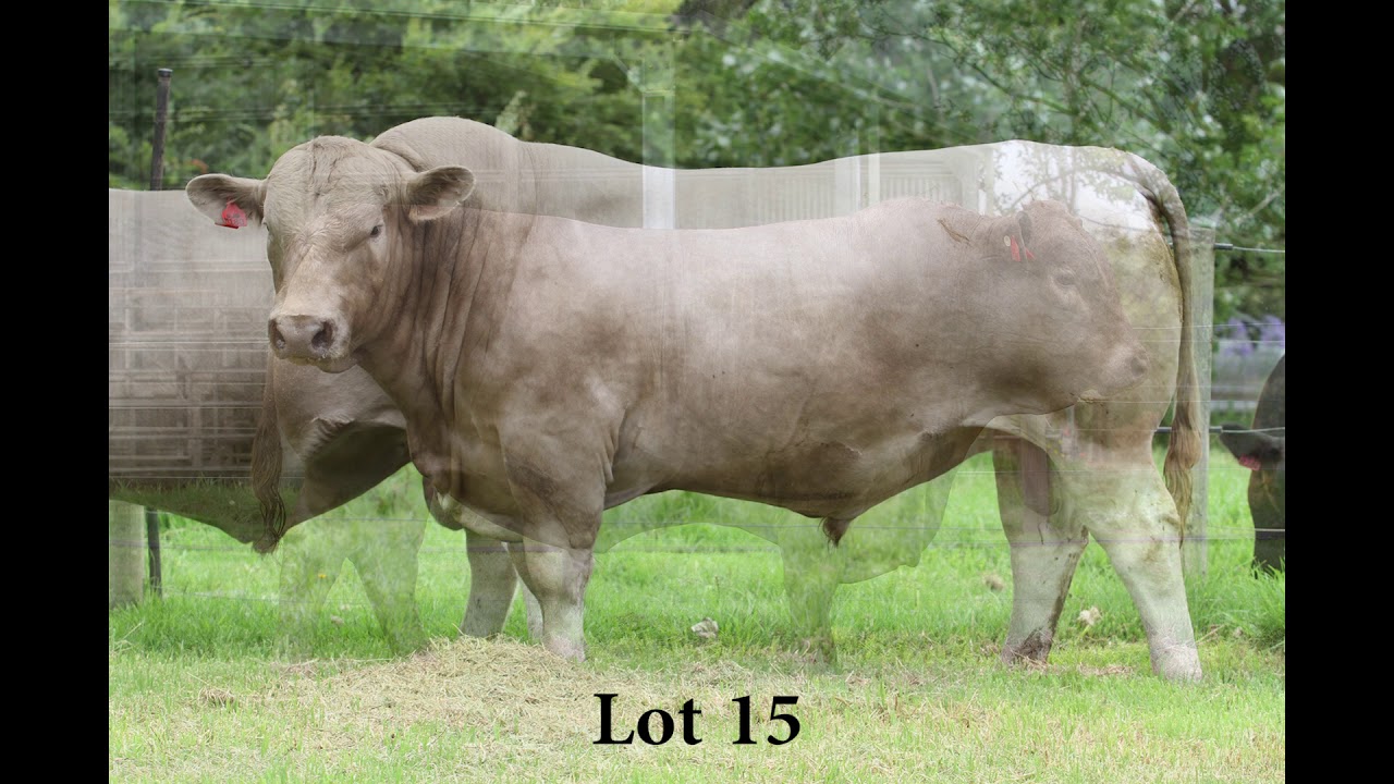 Monterey Murray Grey 2018 Sale Preview
