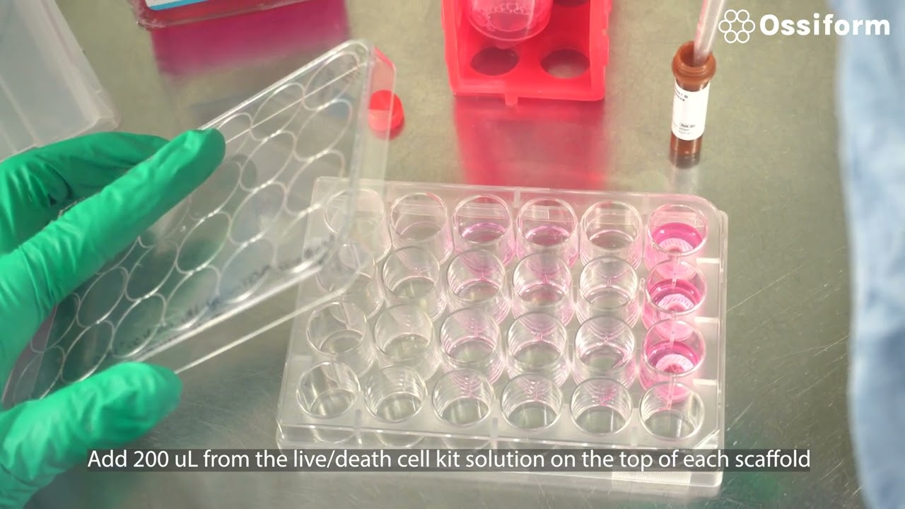 How to use Invitrogen LIVE/DEAD Cell Imaging Kit with P3D Scaffolds