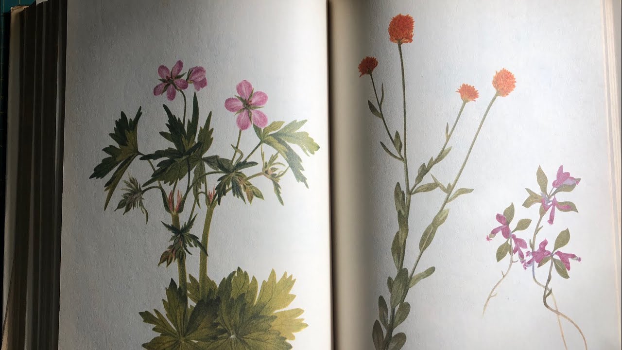 Junk Journal Resources | Wildflower and Herb book pages