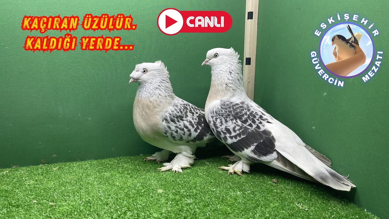Eskişehir Canlı Güvercin Mezatı Musullar, Hünkariler ve Daha Fazlası (22.12.2025)