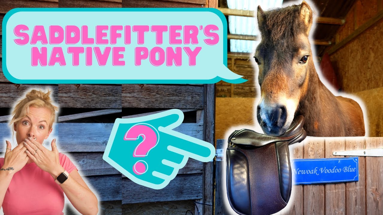 My Dartmoor Pony - What saddle do we use on him? Sunday Spotlight on PeeWee Maddalena Saddle.