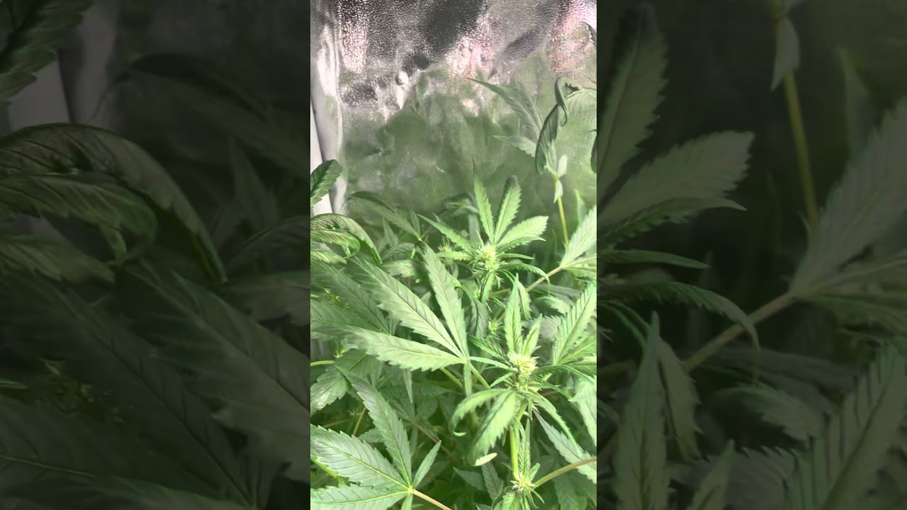 Mars Hydro Grow Journal Tsw2000 #marshydrosp6500