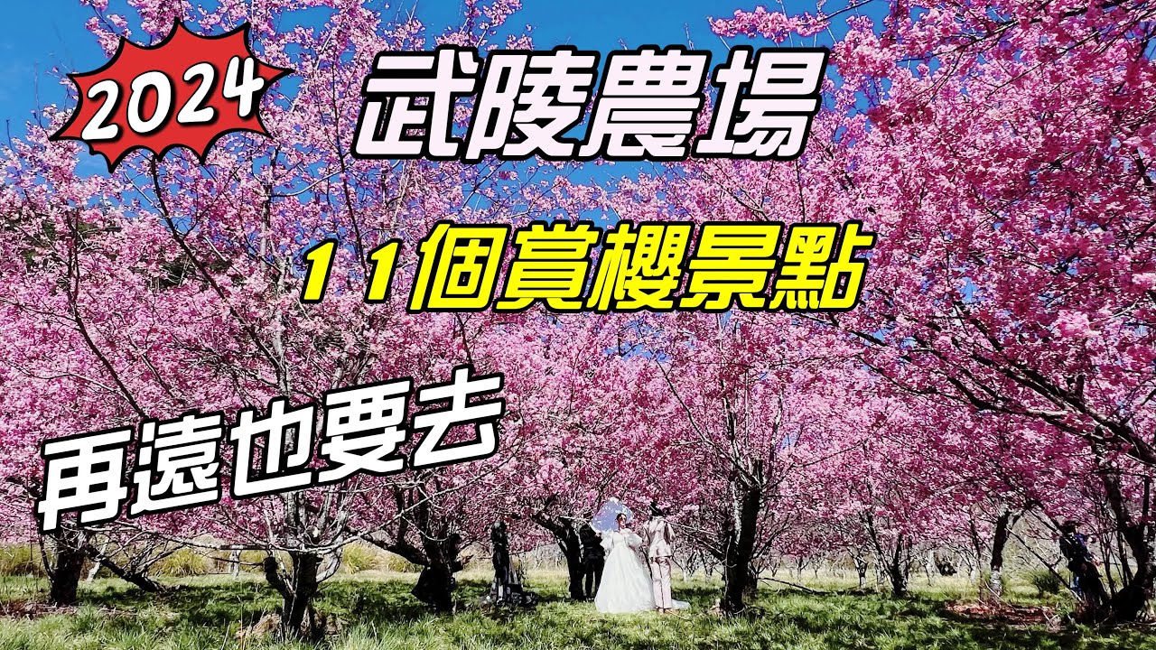 【2024賞櫻景點】武陵農場櫻花季～11個櫻花景點