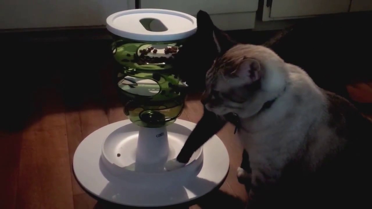 REAL Catit 2.0 Tree Feeder Uninterrupted Review Of Two Cats First Impressions