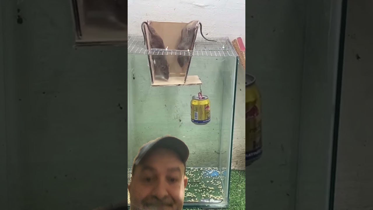 trappola per topi costruita artigianale DiY