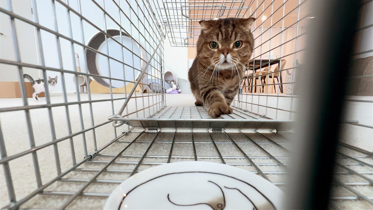 길고양이 때문에 집에 덫을 설치했습니다