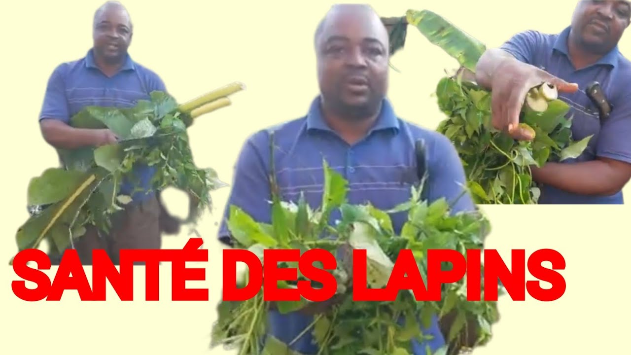 Voici comment je soigne mes lapins avec ces herbes | médicaments naturels #guérir #maladies