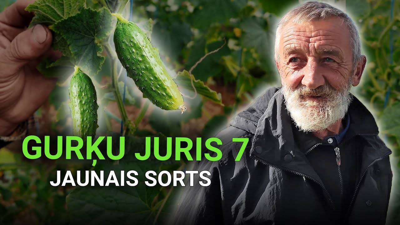 GURĶU JURIS 7 - ražas laiks ir klāt un var doties baudīt piedzīvojumus Latgalē