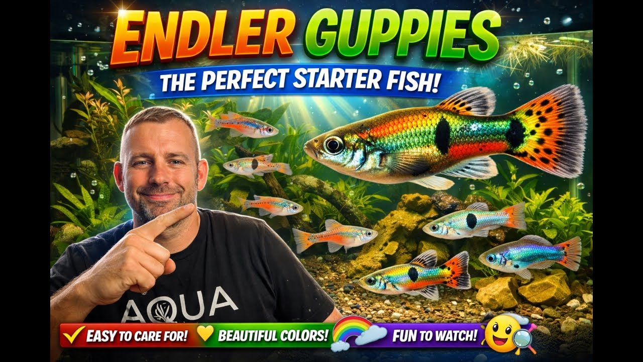 Endler Guppies | The Perfect Starter Fish for Your Aquarium