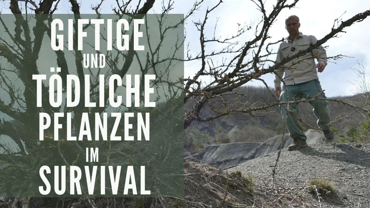 Giftige oder essbare Pflanzen? So erkennst du den Unterschied und schützt dich vor Vergiftungen