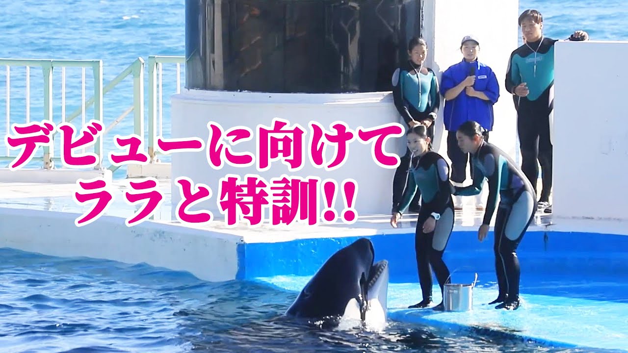 新人トレーナーさんララと猛特訓!! 鴨川シーワールド シャチショー KamogawaSeaWorld  orca killerwhale