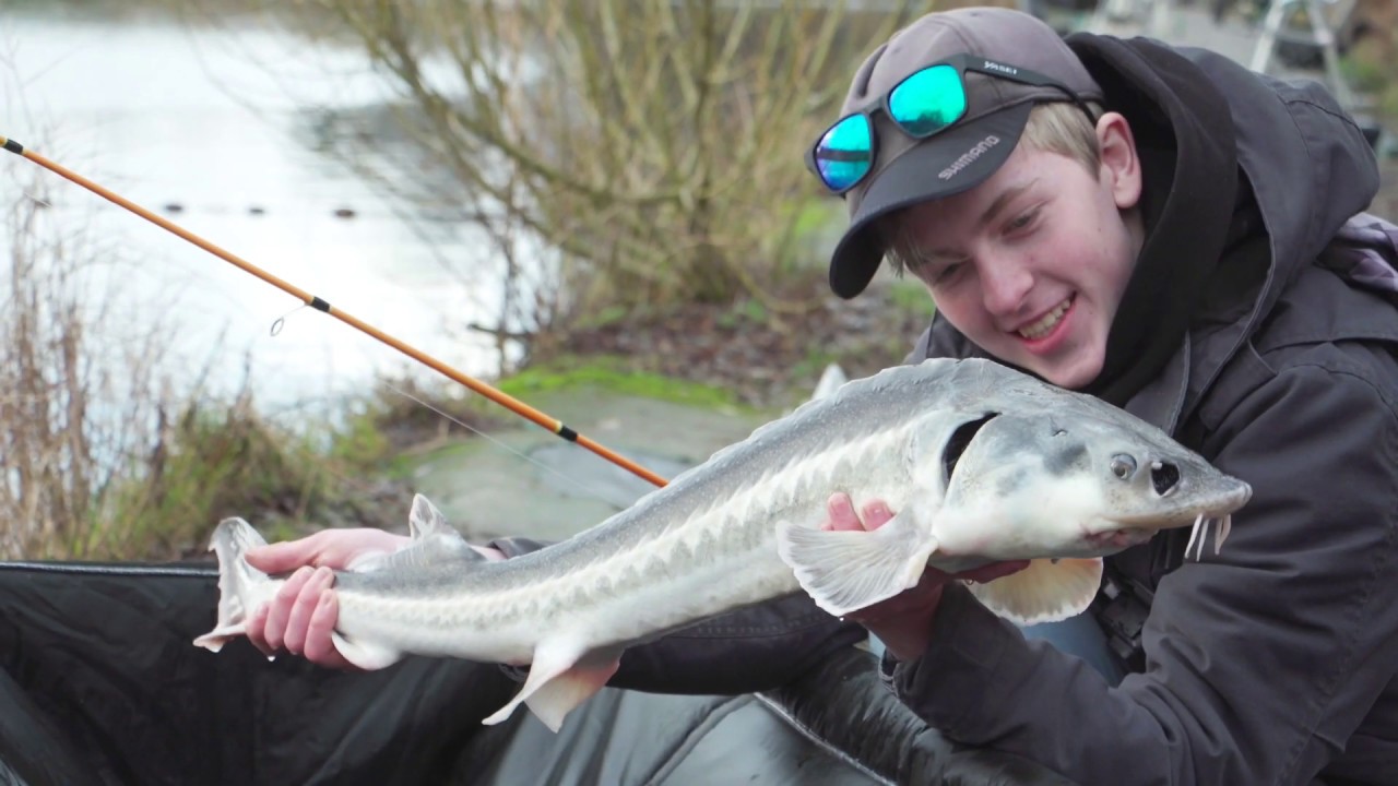 Viskid op forel, steur en karper.