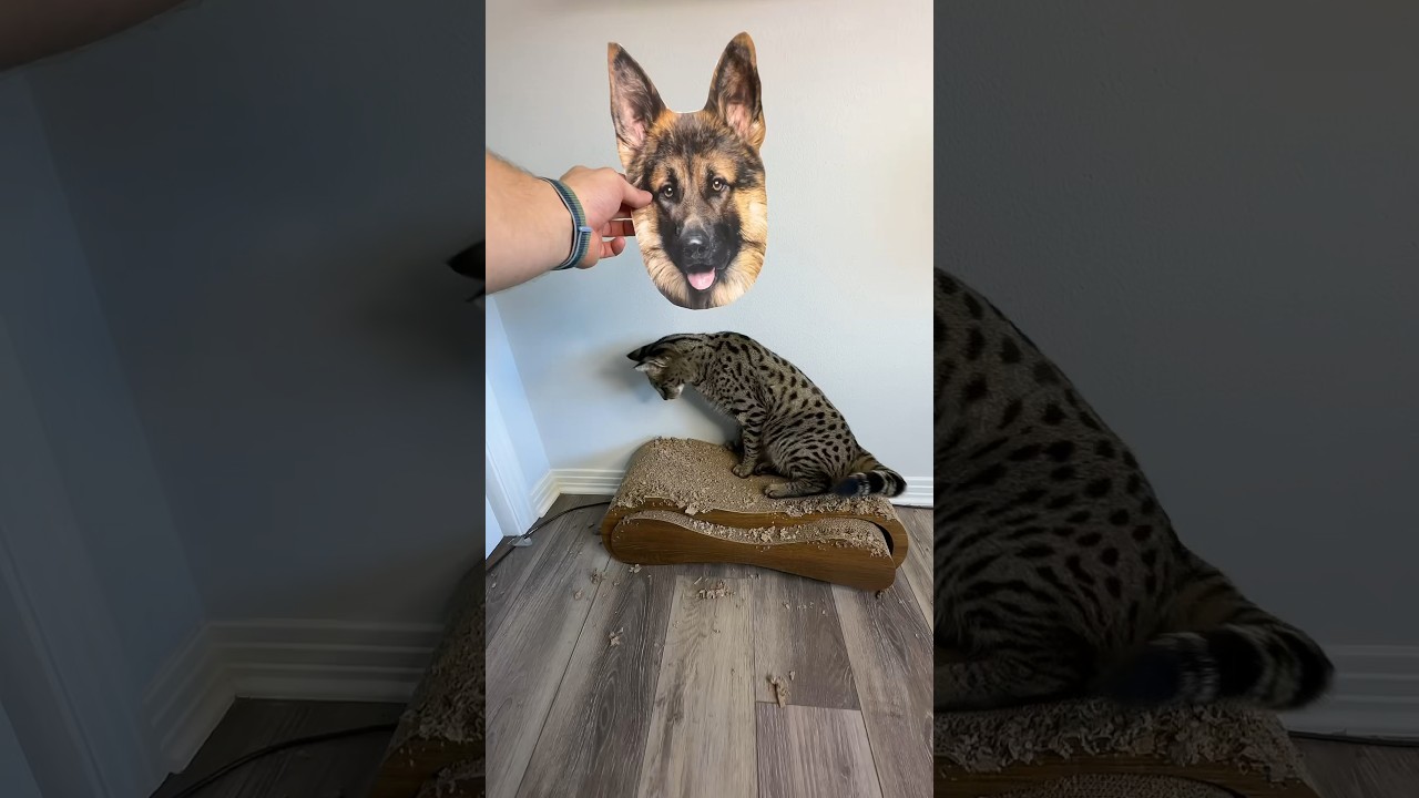Pranking my cat with a fake dog 😹