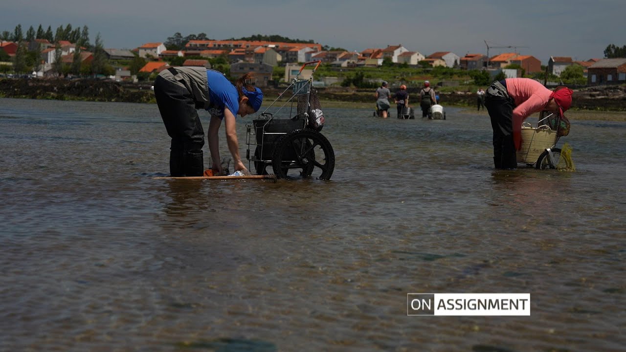Can these women save their shellfish craft? On Assignment | ITV News