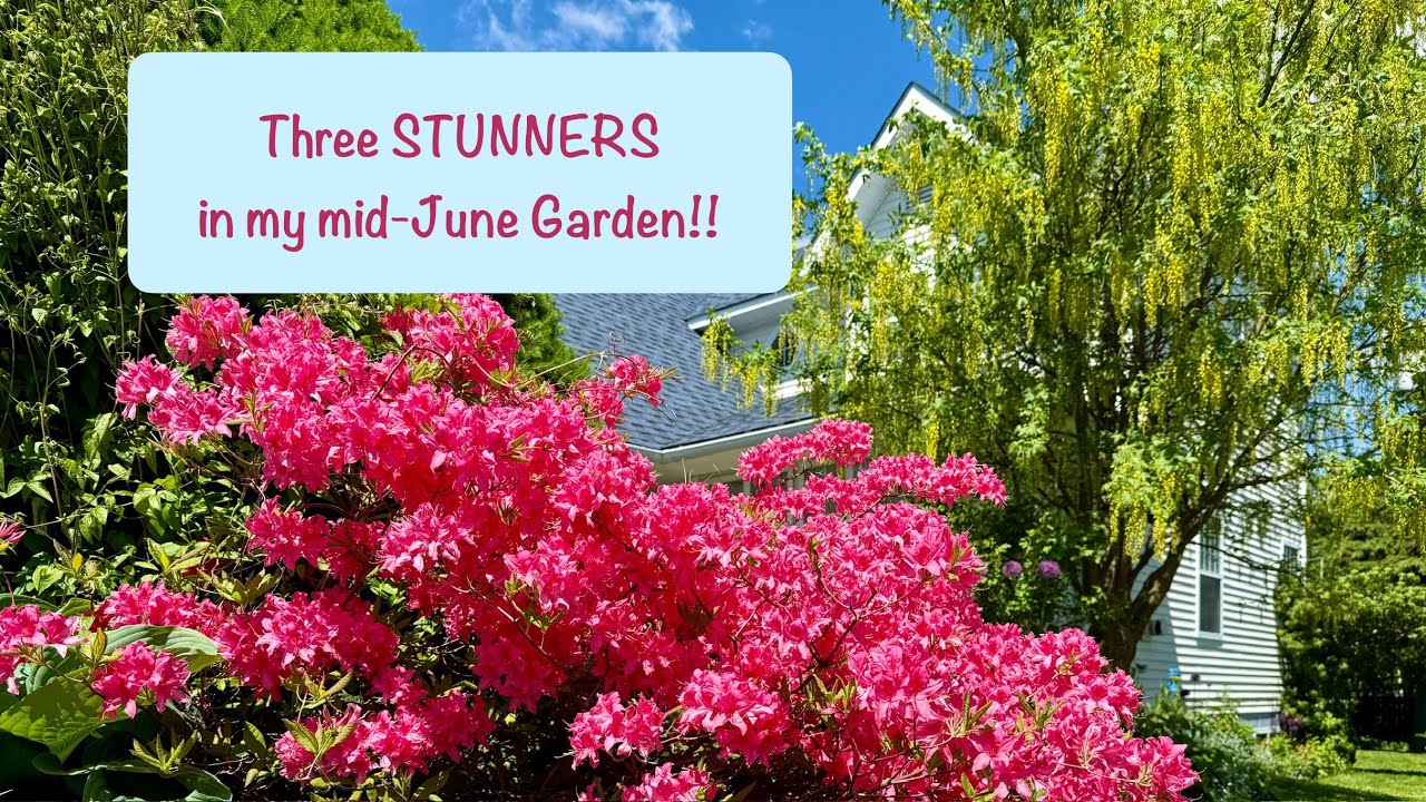 Three STUNNERS in my Zone 5a #Newfoundland mid-June #flowergarden! #Azalea #Laburnum #BluePoppy