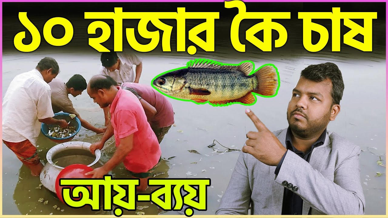 Sakib Agro || ১০ হাজার কৈ চাষ || কৈ মাছ চাষে কতটুকু জায়গা দরকার || কৈ চাষ ব্যবস্থাপনা