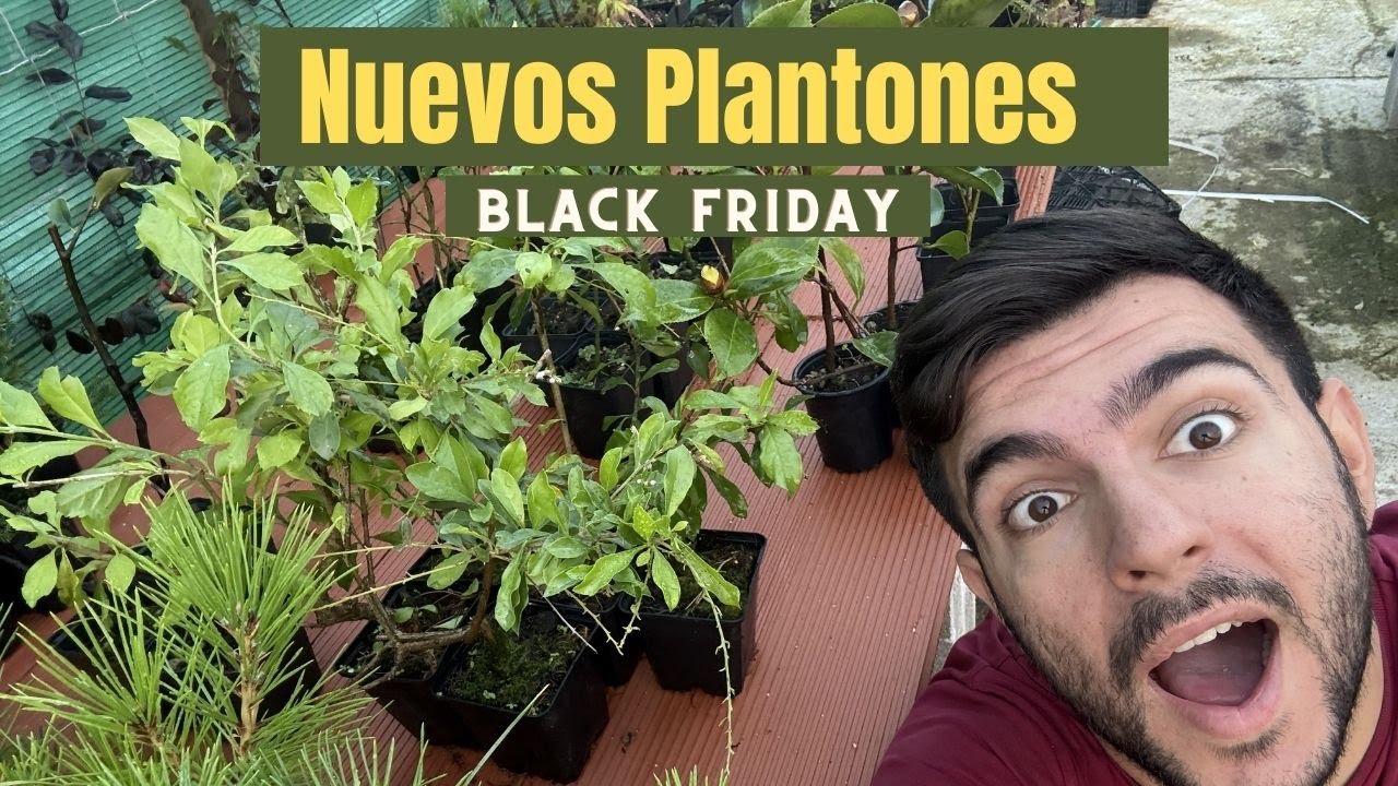 BLACK FRIDAY: DESCUENTOS EN PLANTONES, MACETAS, BONSAIS Y PREBONSAIS