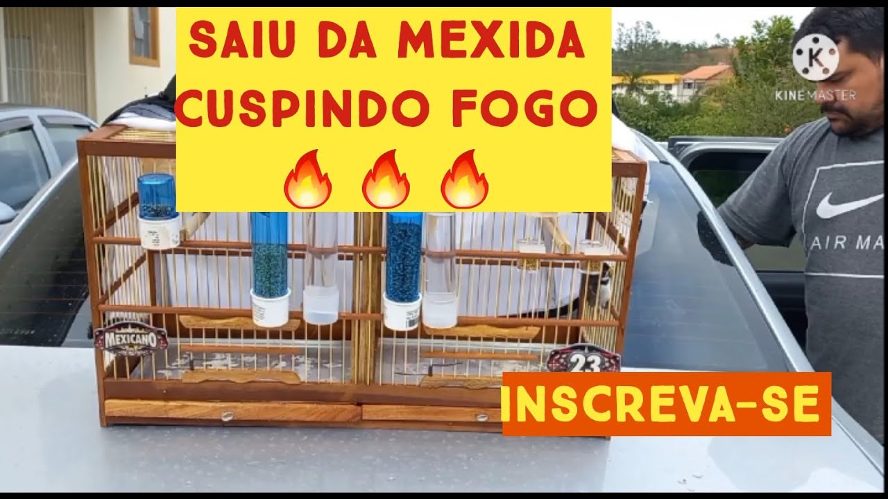 COMO PUXAR O COLEIRO A 1° VEZ NO TORNEIO/RODA - JOÃO FERNANDES
