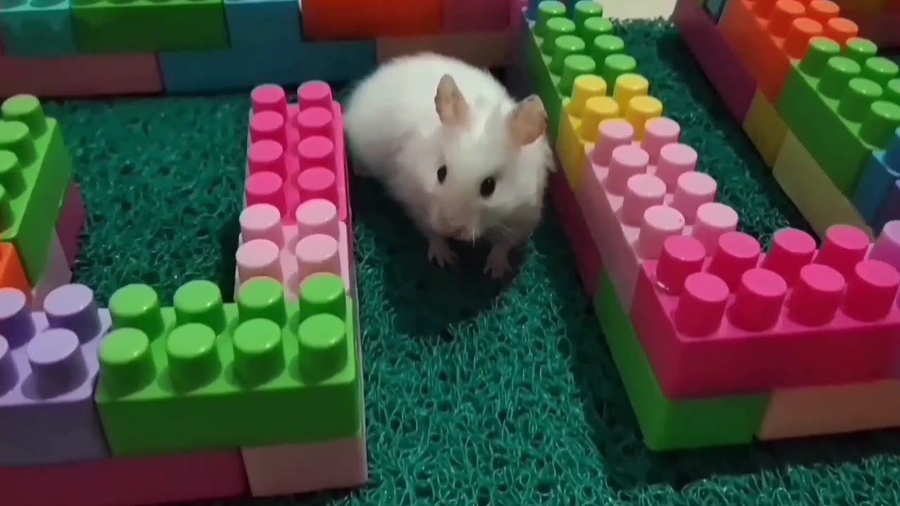 My hamster's daily activities 🐹#hamsters #pets #cute #animals #funny #funnyhamster