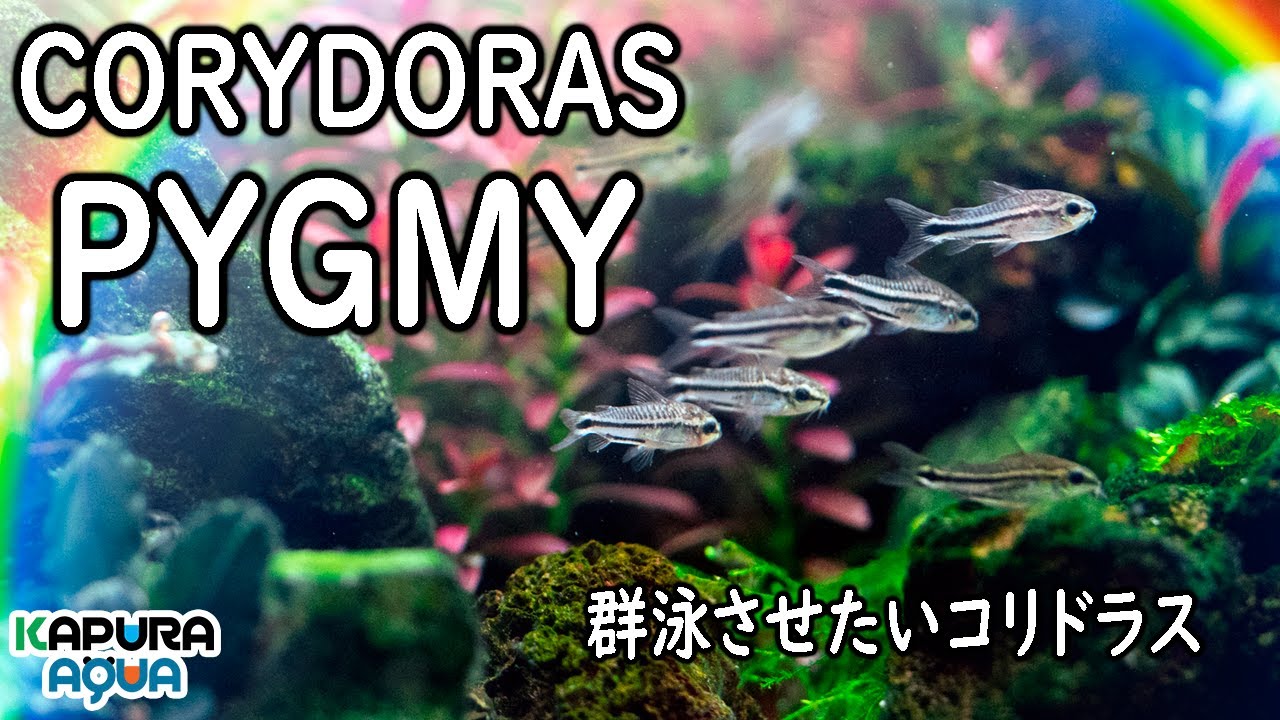 アクアリウム コリドラスピグミー50匹投入！群泳が楽しい！Corydoras pygmaeus pygmy
