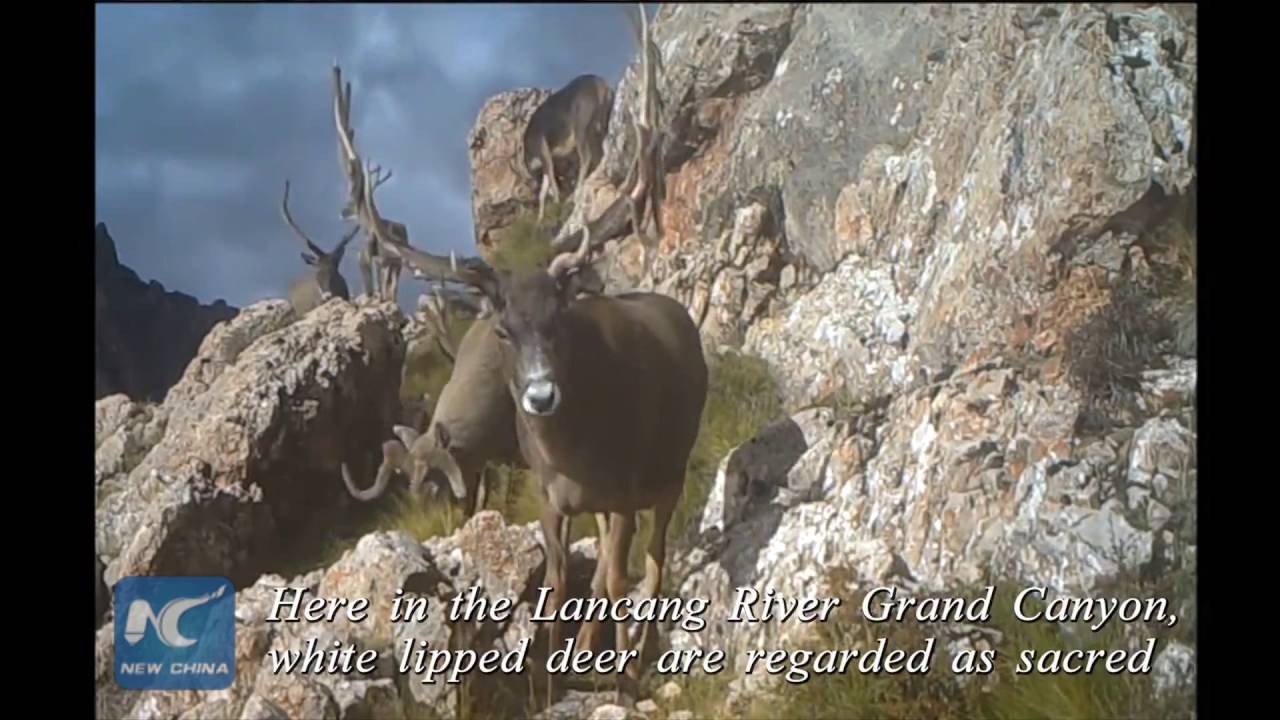 Mysterious wild animals on China's roof of the world