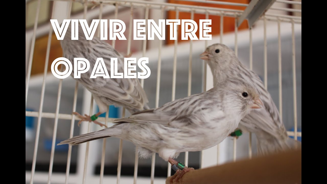 Vivir entre Opales | Francisco Muñoz