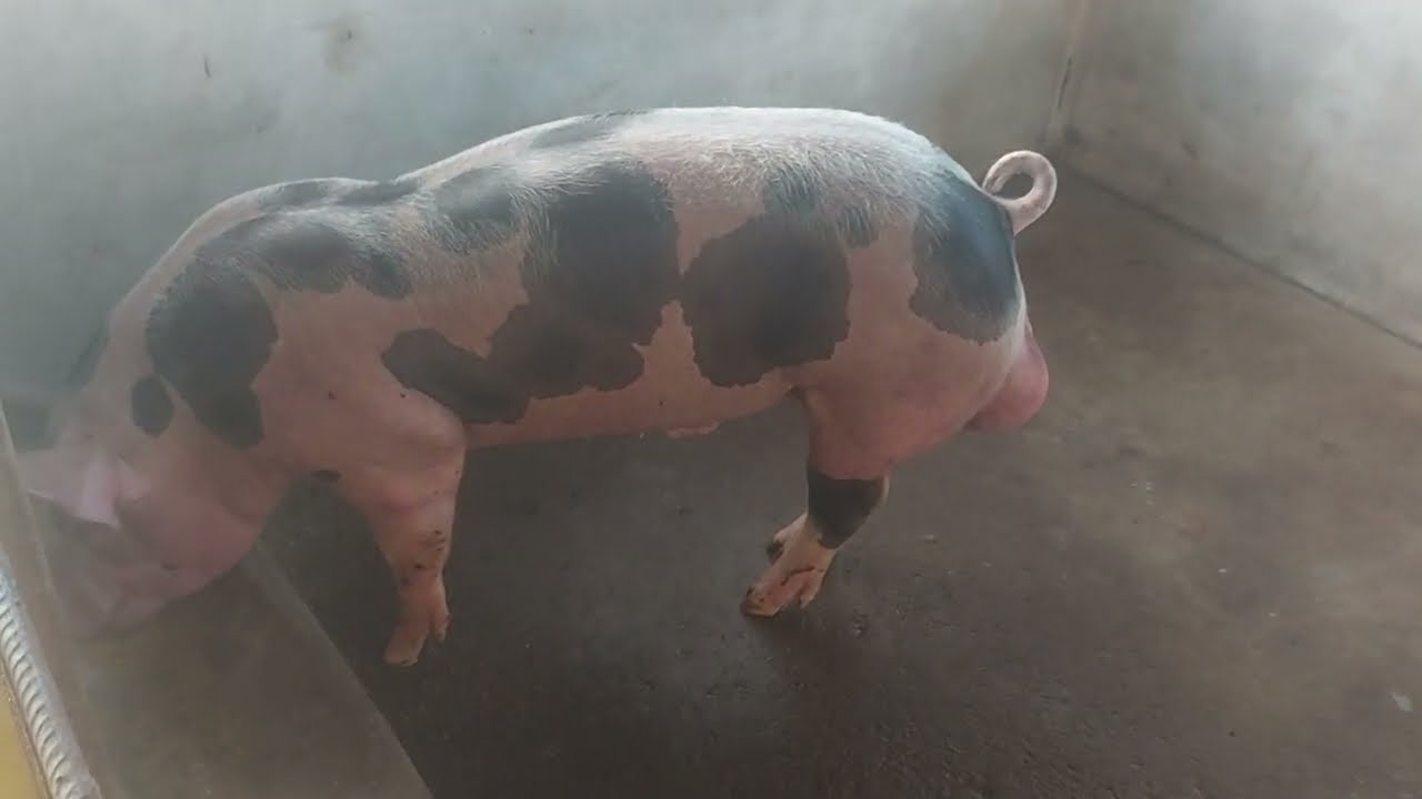 QUAL TAMANHO DA BAIA DO REPRODUTOR 🐷🐖 | CIEL SUÍNOS