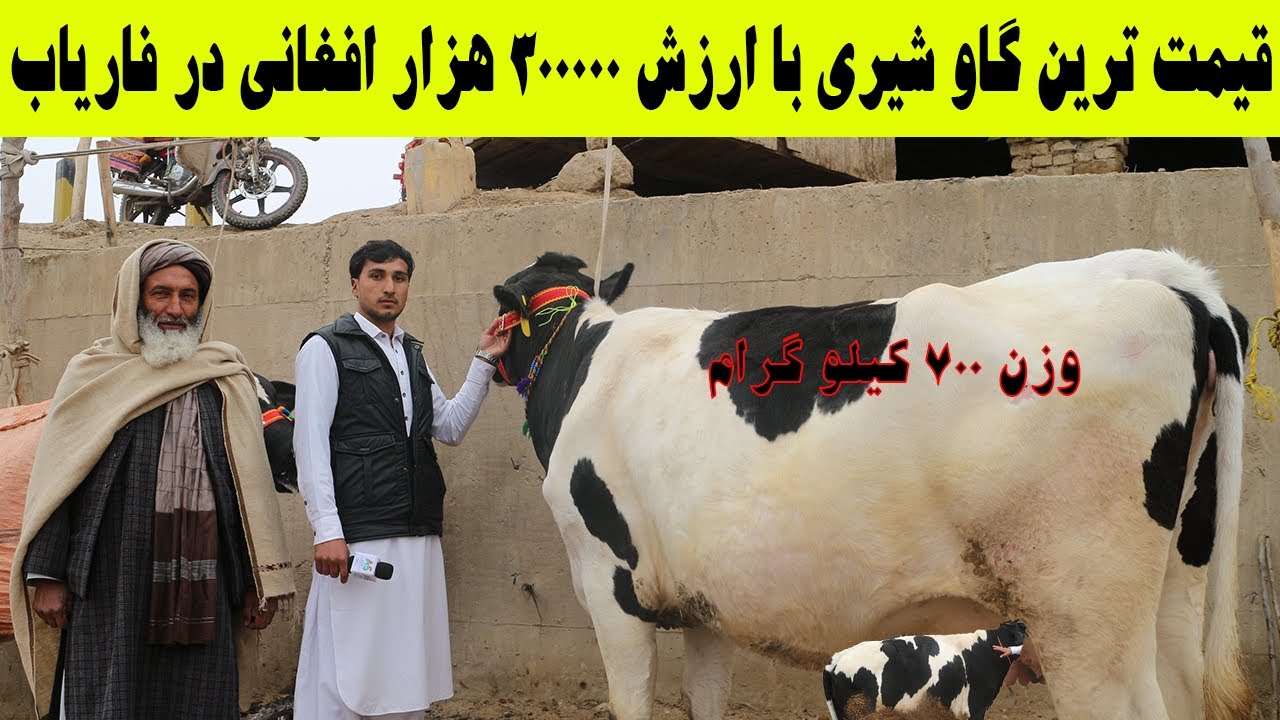 قیمت گاوهای شیری اصلاح شده ایرانی در افغانستان با قیمت 300000 هزار افغانی