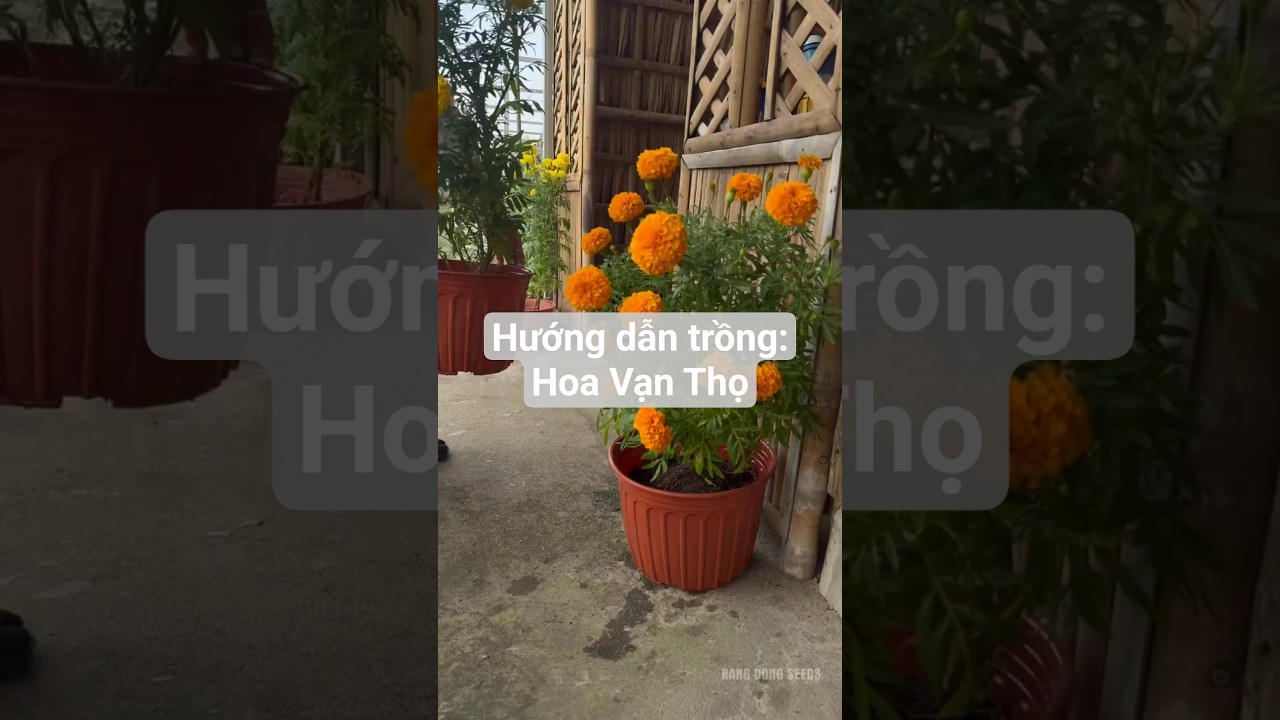 Hướng dẫn trồng: hoa Vạn thọ trong chậu đây ạ 