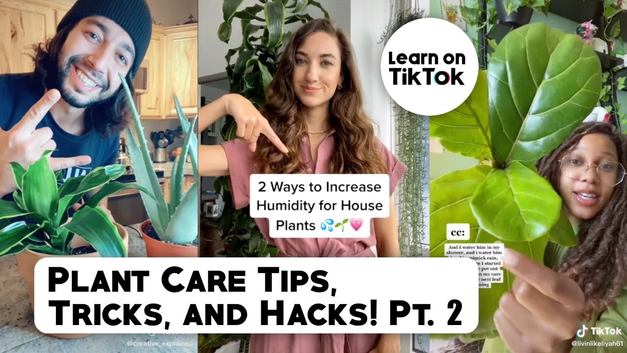 Planttok Plant Care Tips, Tricks and Hacks Part 2
