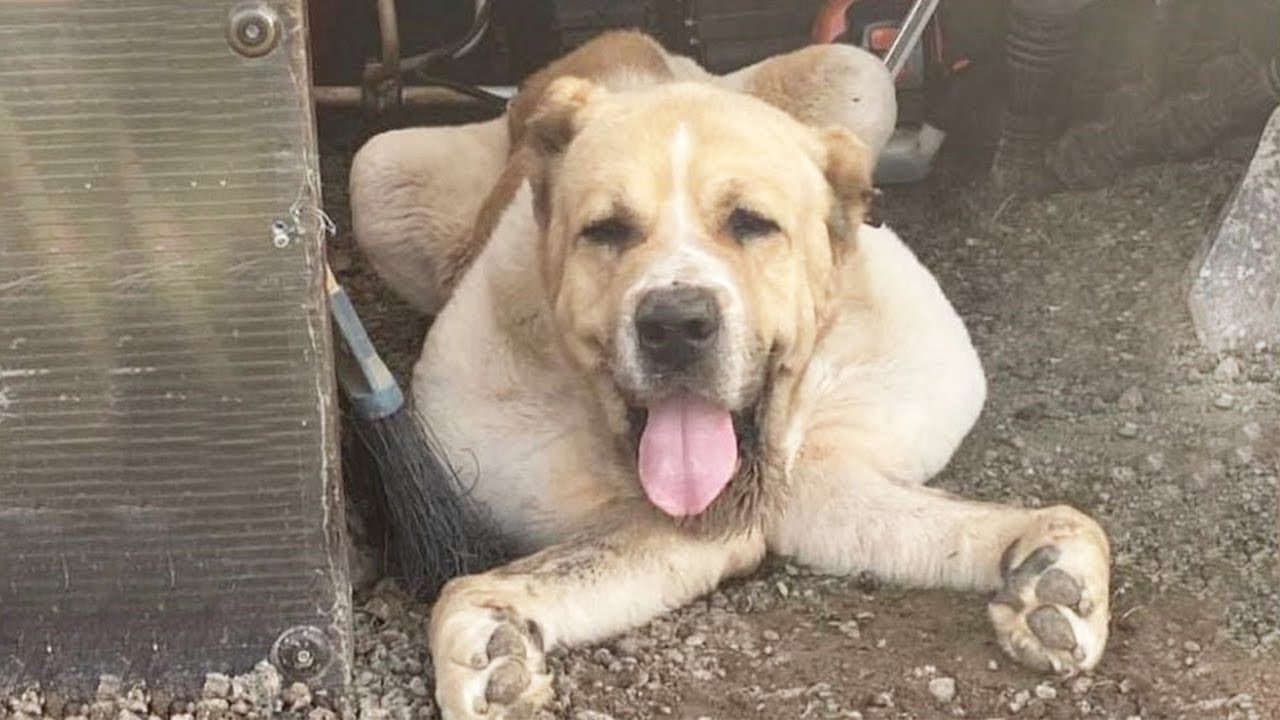 Starving Dog Found Roaming the Street Suffered from Dirofilariasis