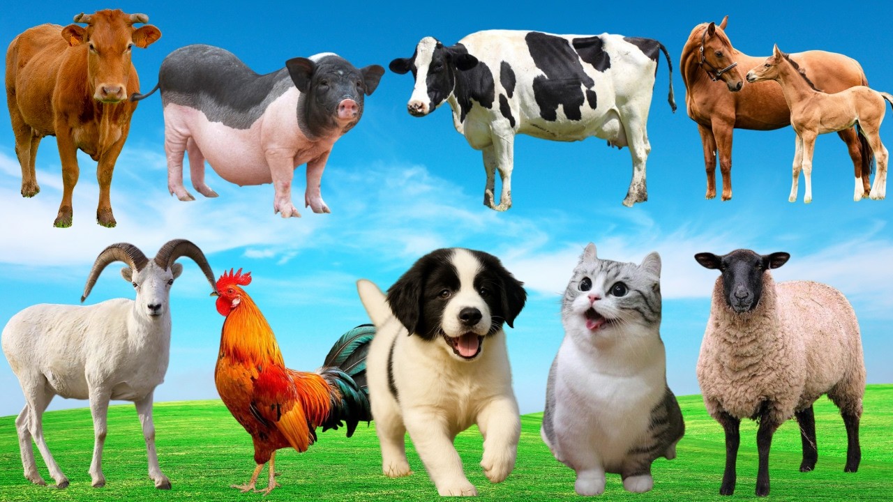 🎶 Khi Nông Trại Lên Nhạc – Bò, Dê, Mèo & Chó Hòa Giọng Tạo Giai Điệu Cực Vui | FarmLife 🐄🐐🐱🐶