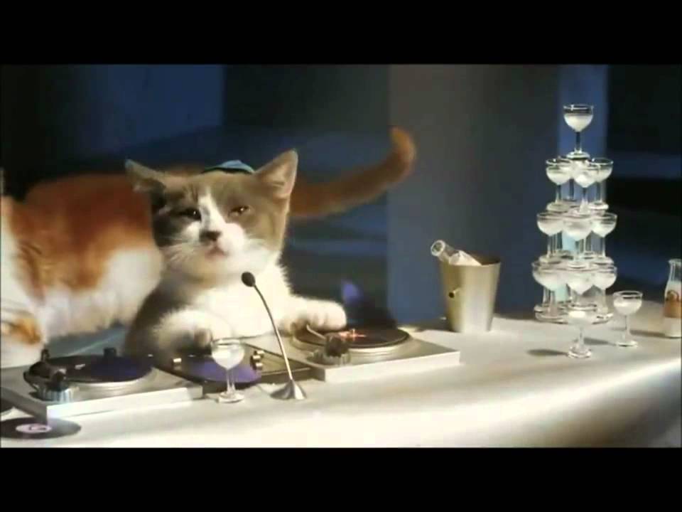 Les chatons Telecom (pub Bouygues)