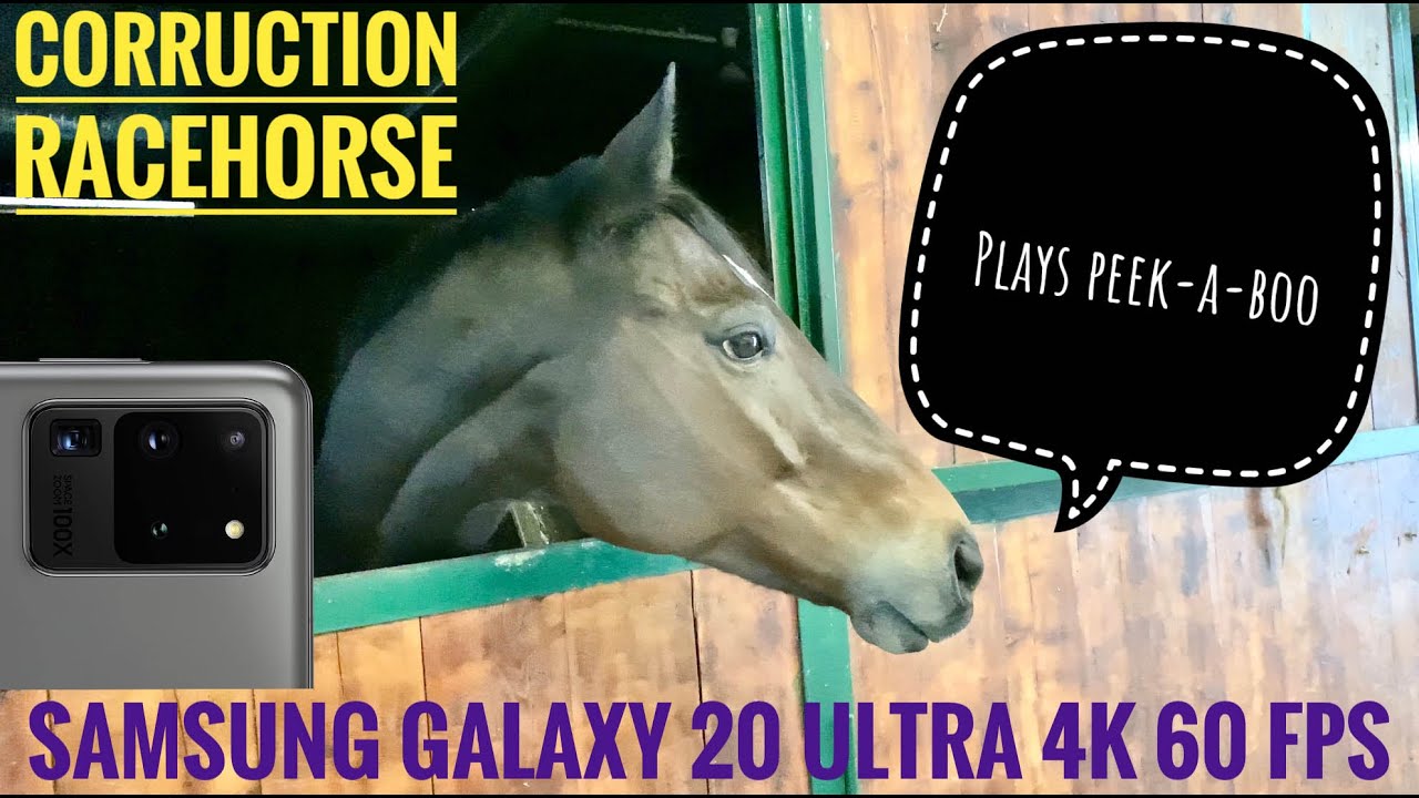 CORRUCTION, THE RACE HORSE - Plays Peek-a-Boo - SAMSUNG S20 ULTRA 4K 60 FPS