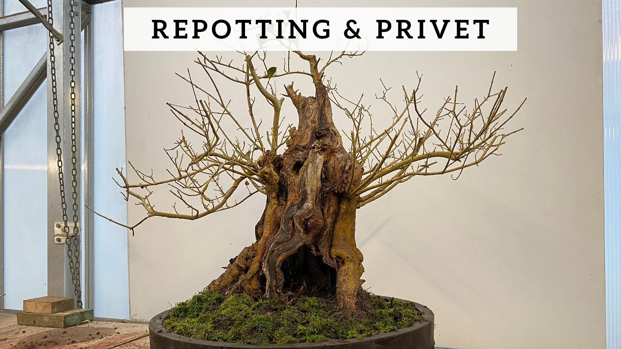Repotting a Privet Bonsai