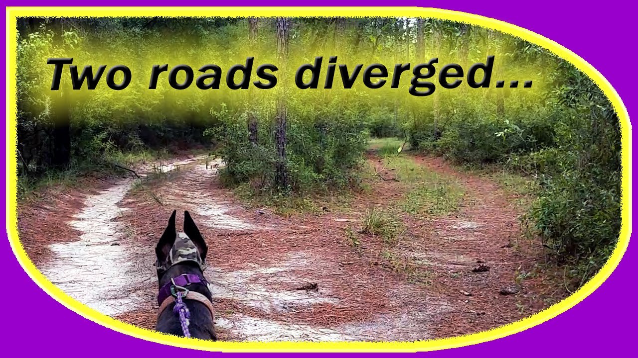 Greyhound visits hallowed ground | Shiloh cemetery - Withlacoochee state forest | retired racer vlog