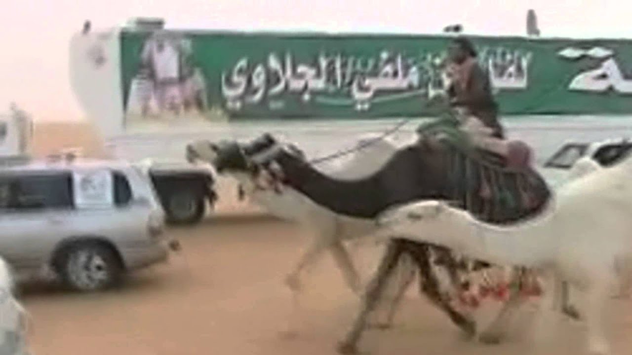 منقية الشيخ لفاء بن ملفي الجلاوي
