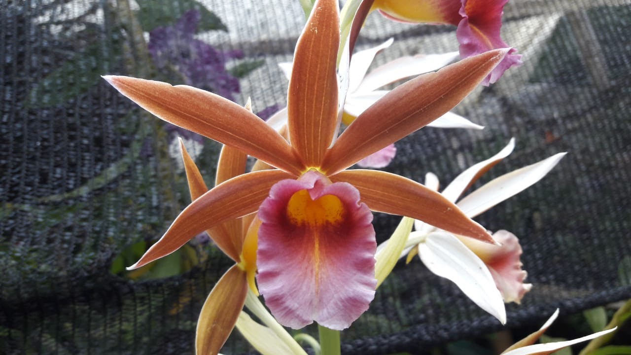 Orquidea Phaius del  