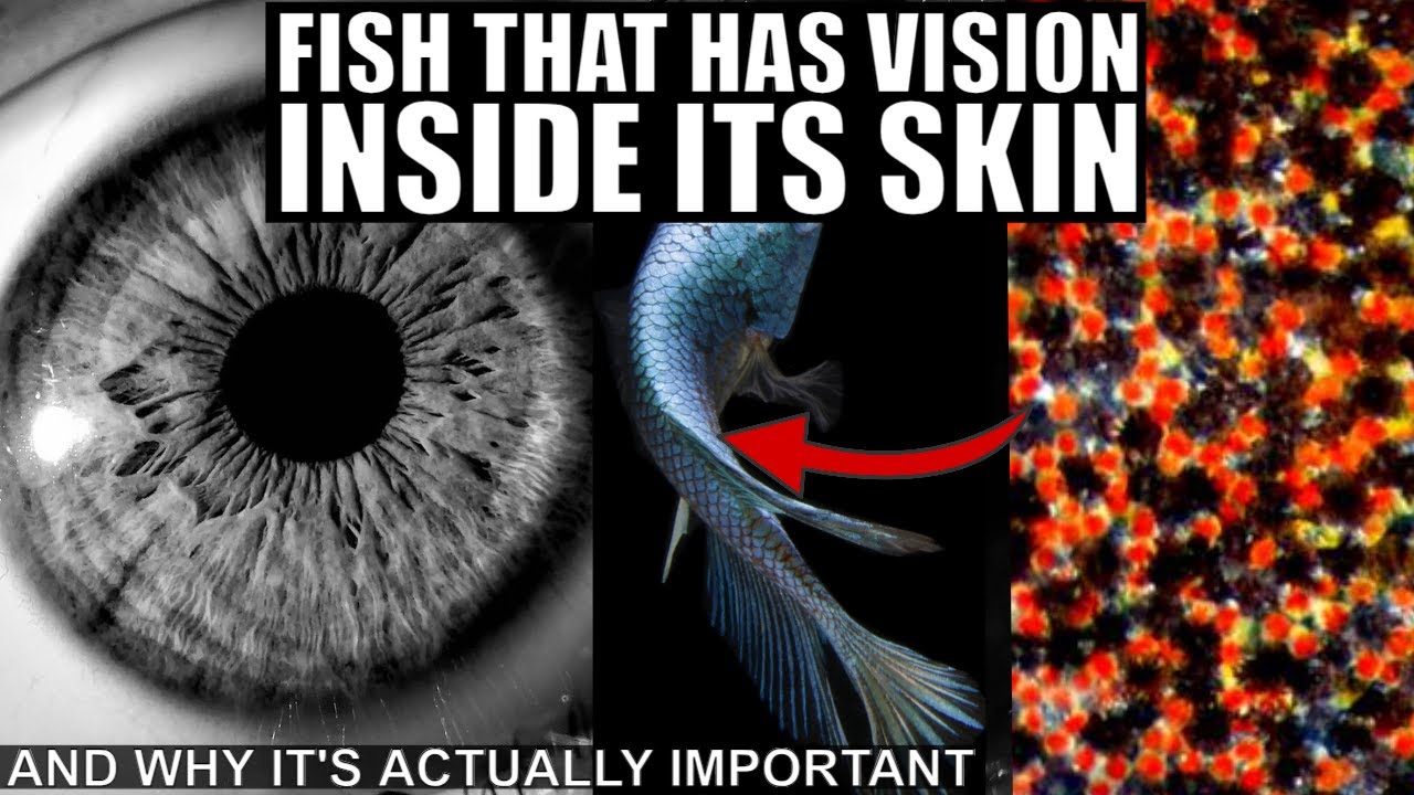 Fish That Can See With Its Skin and Evolution of Alternative Vision