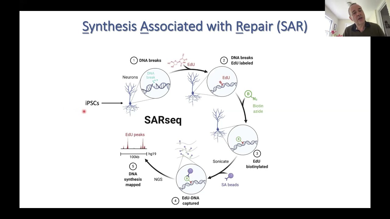 Dr Andre Nussenzweig: Mechanisms that Maintain Genome Stability.