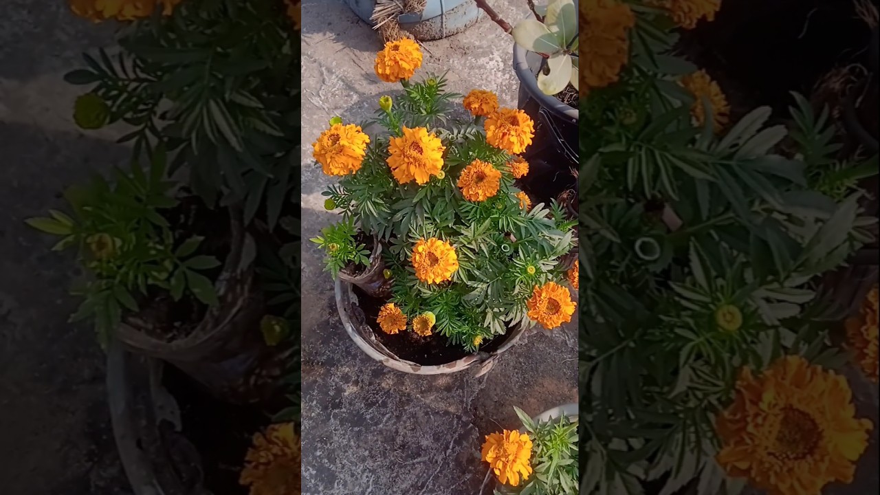 শীতকালে ছাদবাগানে লাগানো কিছু ফুল গাছ 