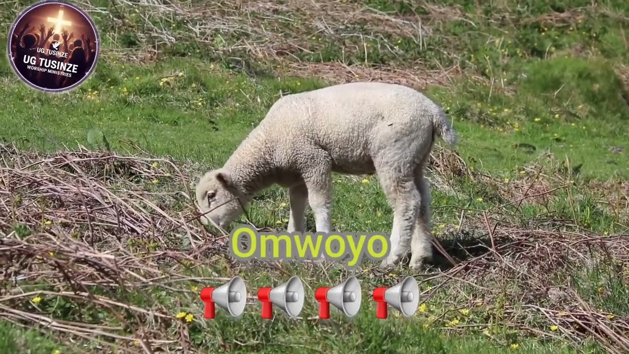 Omwoyo (cover) @pastorwilsonbugembe256 @phaneroo @BrianLubegamusic 