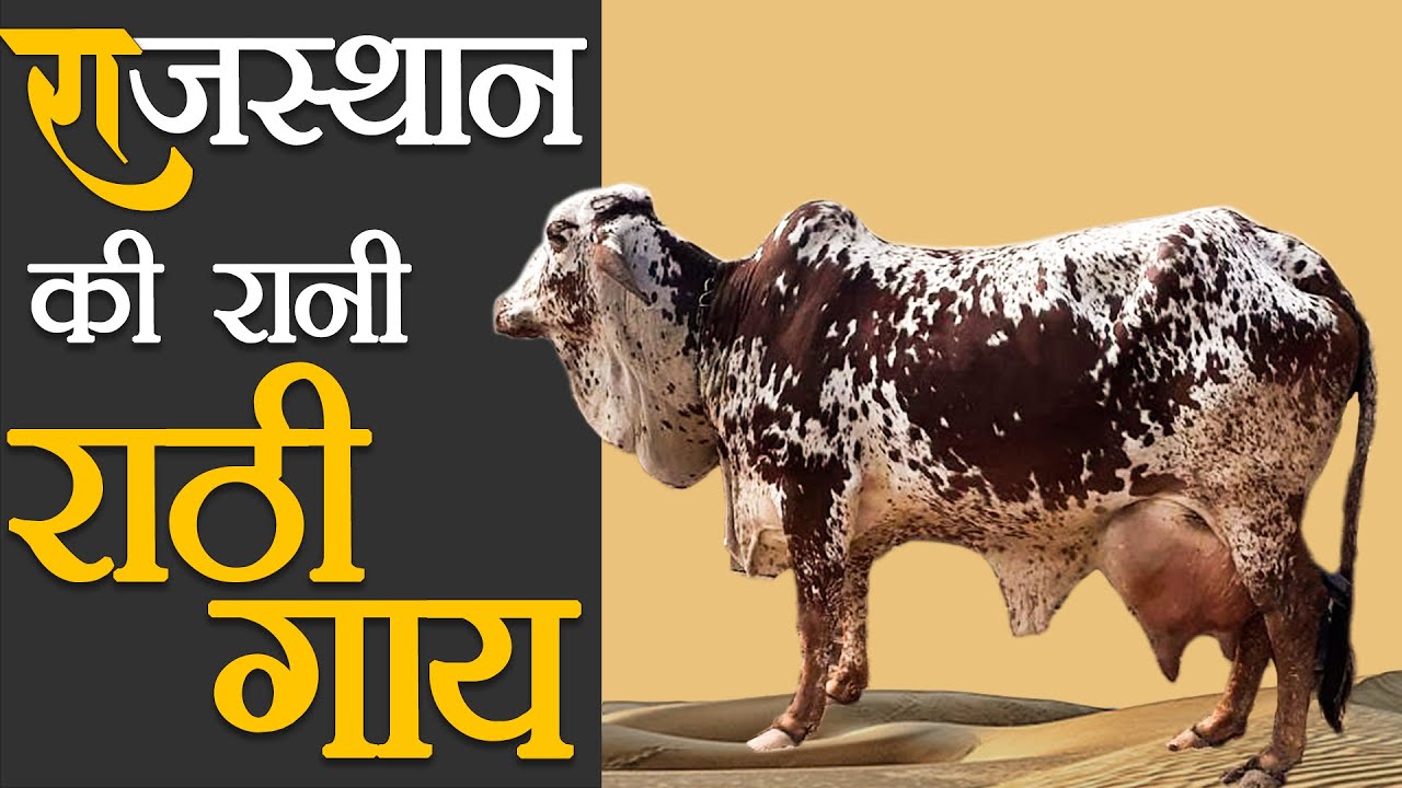 राजिस्थान की रानी- राठी गाय। Rathi Cow | Sahiwal cow |